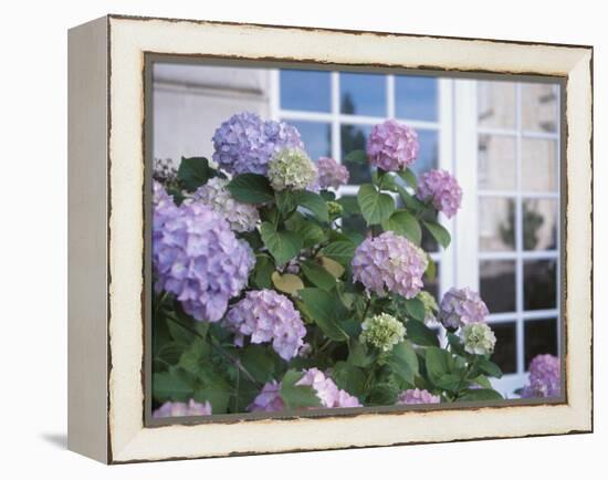 Purple Hydrangea in Front of Glass Window-null-Framed Premier Image Canvas