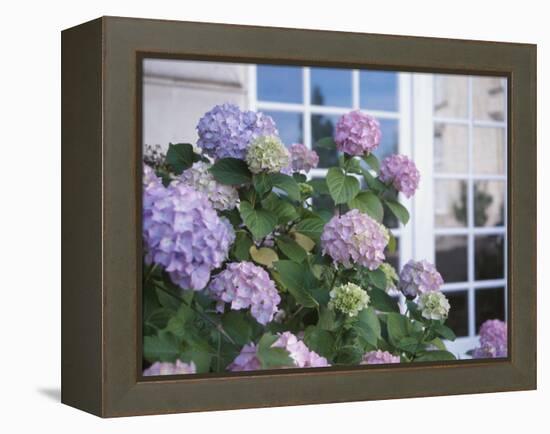 Purple Hydrangea in Front of Glass Window-null-Framed Premier Image Canvas