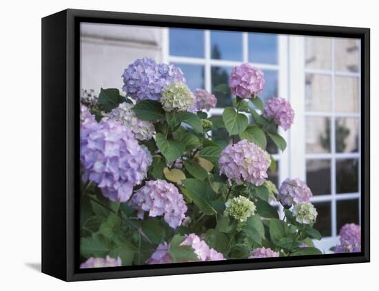 Purple Hydrangea in Front of Glass Window-null-Framed Premier Image Canvas