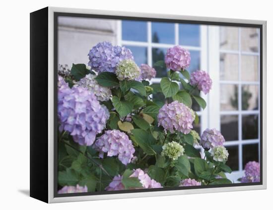 Purple Hydrangea in Front of Glass Window-null-Framed Premier Image Canvas