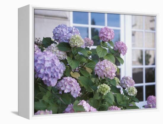 Purple Hydrangea in Front of Glass Window-null-Framed Premier Image Canvas