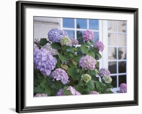 Purple Hydrangea in Front of Glass Window-null-Framed Photographic Print