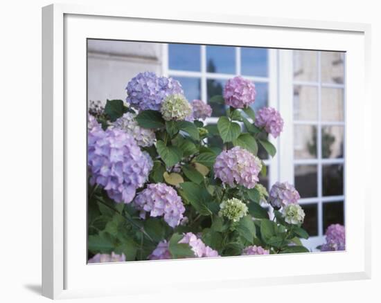 Purple Hydrangea in Front of Glass Window-null-Framed Photographic Print