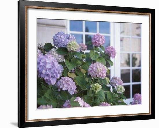 Purple Hydrangea in Front of Glass Window-null-Framed Photographic Print