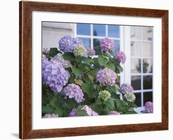 Purple Hydrangea in Front of Glass Window-null-Framed Photographic Print