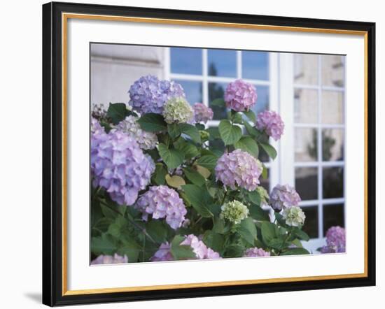 Purple Hydrangea in Front of Glass Window-null-Framed Photographic Print