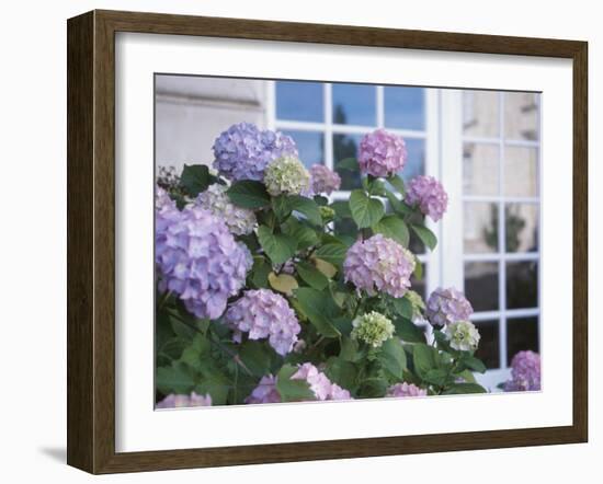 Purple Hydrangea in Front of Glass Window-null-Framed Photographic Print