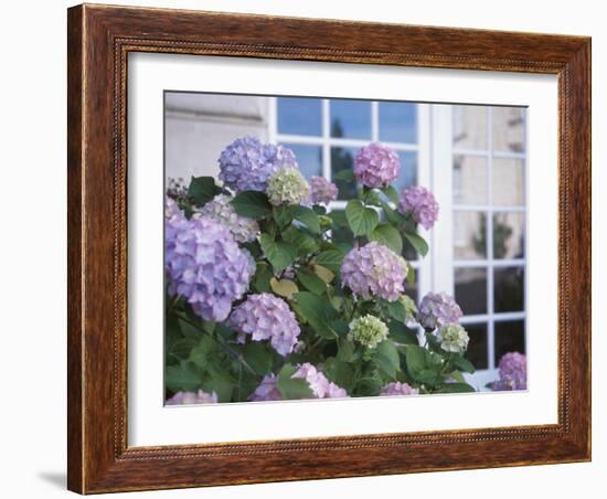 Purple Hydrangea in Front of Glass Window-null-Framed Photographic Print