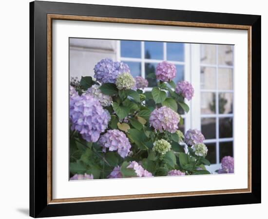 Purple Hydrangea in Front of Glass Window-null-Framed Photographic Print