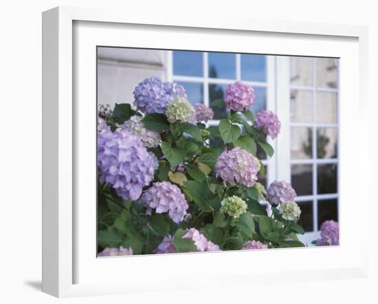 Purple Hydrangea in Front of Glass Window-null-Framed Photographic Print