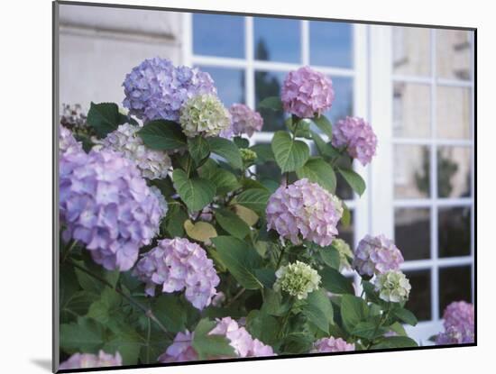 Purple Hydrangea in Front of Glass Window-null-Mounted Photographic Print