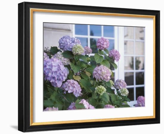 Purple Hydrangea in Front of Glass Window-null-Framed Photographic Print