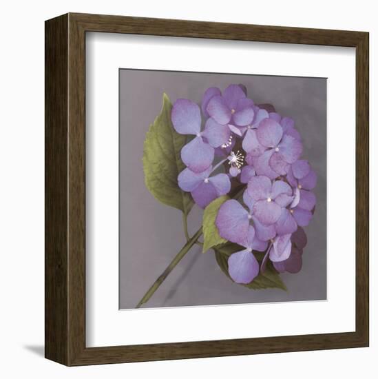 Purple Hydrangea-Erin Clark-Framed Art Print