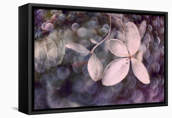 Purple Hydrangea-Judy Stalus-Framed Premier Image Canvas