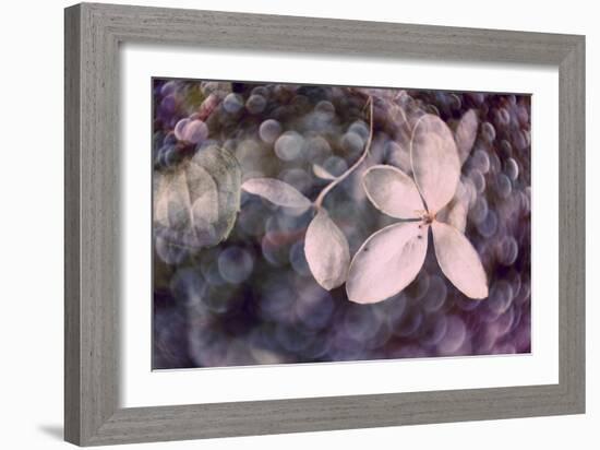 Purple Hydrangea-Judy Stalus-Framed Photographic Print