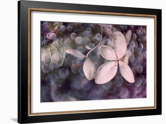 Purple Hydrangea-Judy Stalus-Framed Photographic Print