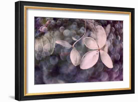 Purple Hydrangea-Judy Stalus-Framed Photographic Print