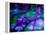 Purple Ice-Ruth Palmer 2-Framed Stretched Canvas