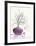 Purple Inspiration II-David Sedalia-Framed Art Print