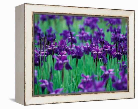 Purple Iris at Weyerhaeuser Rhododendron Display, Washington, USA-William Sutton-Framed Premier Image Canvas