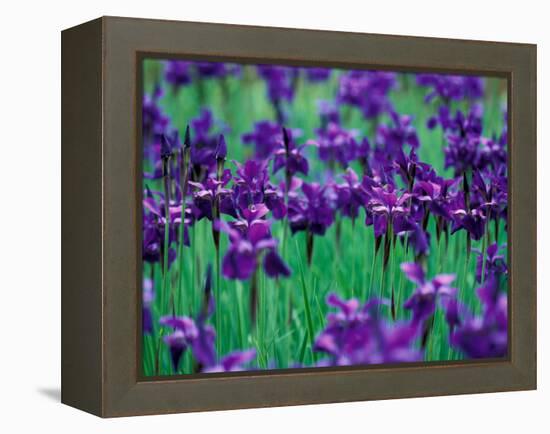 Purple Iris at Weyerhaeuser Rhododendron Display, Washington, USA-William Sutton-Framed Premier Image Canvas