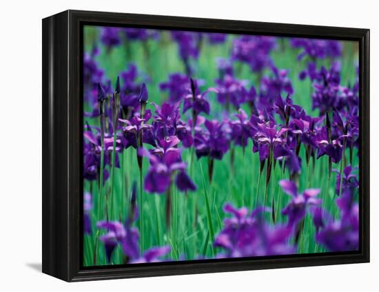 Purple Iris at Weyerhaeuser Rhododendron Display, Washington, USA-William Sutton-Framed Premier Image Canvas