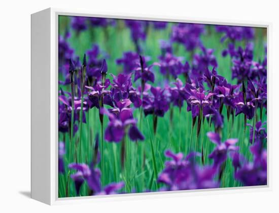 Purple Iris at Weyerhaeuser Rhododendron Display, Washington, USA-William Sutton-Framed Premier Image Canvas