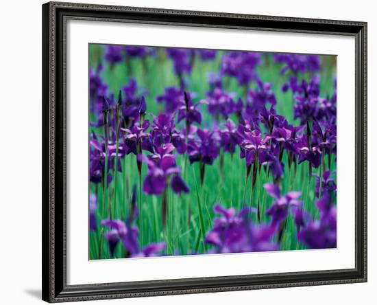 Purple Iris at Weyerhaeuser Rhododendron Display, Washington, USA-William Sutton-Framed Photographic Print