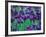 Purple Iris at Weyerhaeuser Rhododendron Display, Washington, USA-William Sutton-Framed Photographic Print