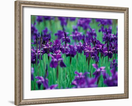 Purple Iris at Weyerhaeuser Rhododendron Display, Washington, USA-William Sutton-Framed Photographic Print