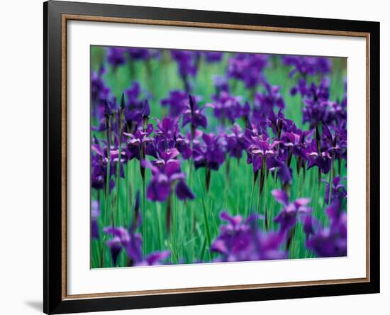 Purple Iris at Weyerhaeuser Rhododendron Display, Washington, USA-William Sutton-Framed Photographic Print