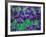 Purple Iris at Weyerhaeuser Rhododendron Display, Washington, USA-William Sutton-Framed Photographic Print