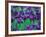 Purple Iris at Weyerhaeuser Rhododendron Display, Washington, USA-William Sutton-Framed Photographic Print