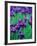 Purple Iris at Weyerhaeuser Rhododendron Display, Washington, USA-William Sutton-Framed Photographic Print