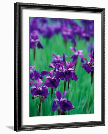 Purple Iris at Weyerhaeuser Rhododendron Display, Washington, USA-William Sutton-Framed Photographic Print