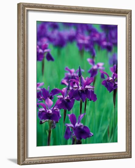 Purple Iris at Weyerhaeuser Rhododendron Display, Washington, USA-William Sutton-Framed Photographic Print