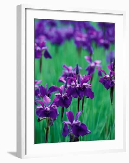 Purple Iris at Weyerhaeuser Rhododendron Display, Washington, USA-William Sutton-Framed Photographic Print