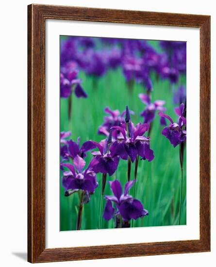 Purple Iris at Weyerhaeuser Rhododendron Display, Washington, USA-William Sutton-Framed Photographic Print