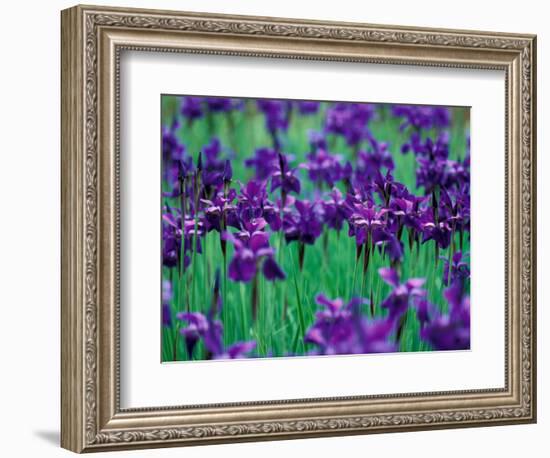 Purple Iris at Weyerhaeuser Rhododendron Display, Washington, USA-William Sutton-Framed Photographic Print