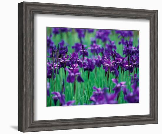 Purple Iris at Weyerhaeuser Rhododendron Display, Washington, USA-William Sutton-Framed Photographic Print