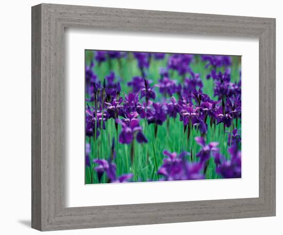 Purple Iris at Weyerhaeuser Rhododendron Display, Washington, USA-William Sutton-Framed Photographic Print