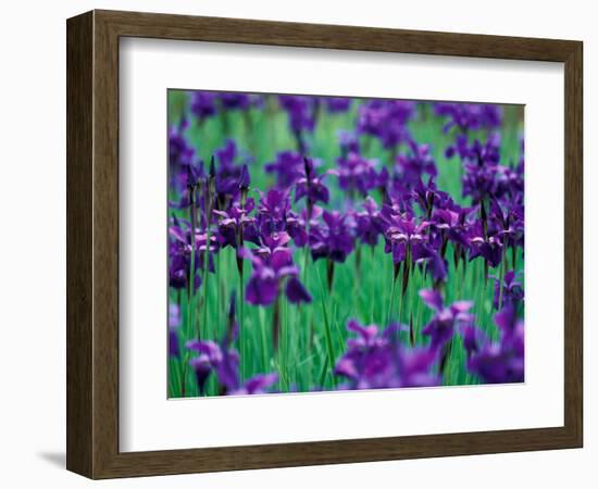 Purple Iris at Weyerhaeuser Rhododendron Display, Washington, USA-William Sutton-Framed Photographic Print