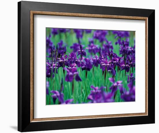 Purple Iris at Weyerhaeuser Rhododendron Display, Washington, USA-William Sutton-Framed Photographic Print