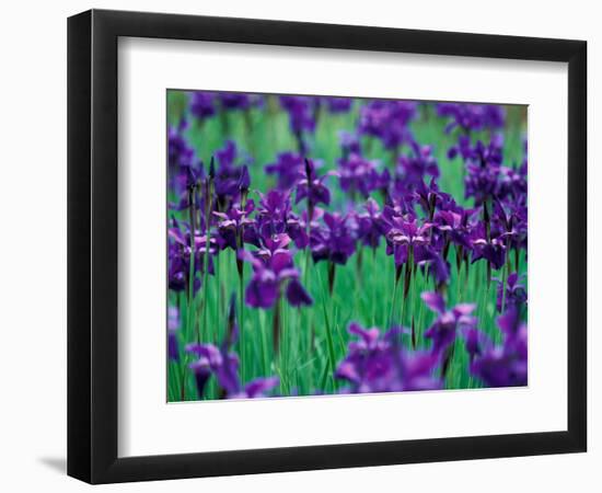 Purple Iris at Weyerhaeuser Rhododendron Display, Washington, USA-William Sutton-Framed Photographic Print