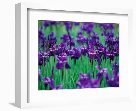 Purple Iris at Weyerhaeuser Rhododendron Display, Washington, USA-William Sutton-Framed Photographic Print