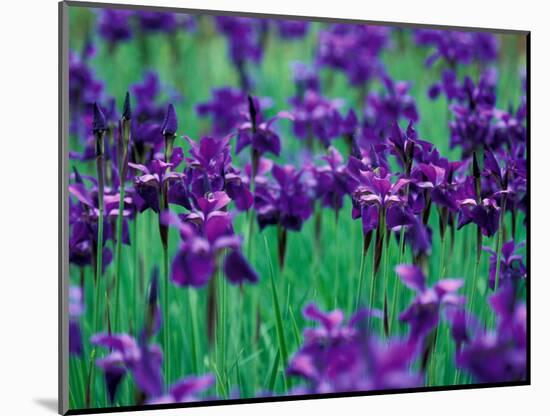 Purple Iris at Weyerhaeuser Rhododendron Display, Washington, USA-William Sutton-Mounted Photographic Print