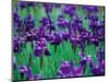 Purple Iris at Weyerhaeuser Rhododendron Display, Washington, USA-William Sutton-Mounted Photographic Print