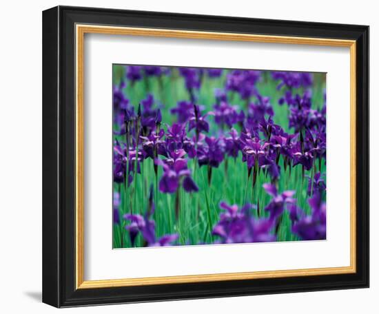 Purple Iris at Weyerhaeuser Rhododendron Display, Washington, USA-William Sutton-Framed Photographic Print