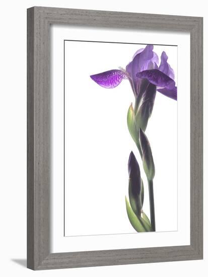 Purple Iris I-Monika Burkhart-Framed Photographic Print