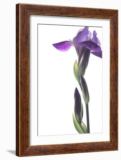 Purple Iris I-Monika Burkhart-Framed Photographic Print